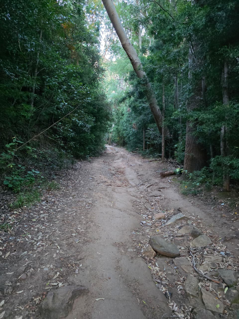 newlands-forest-trails-1