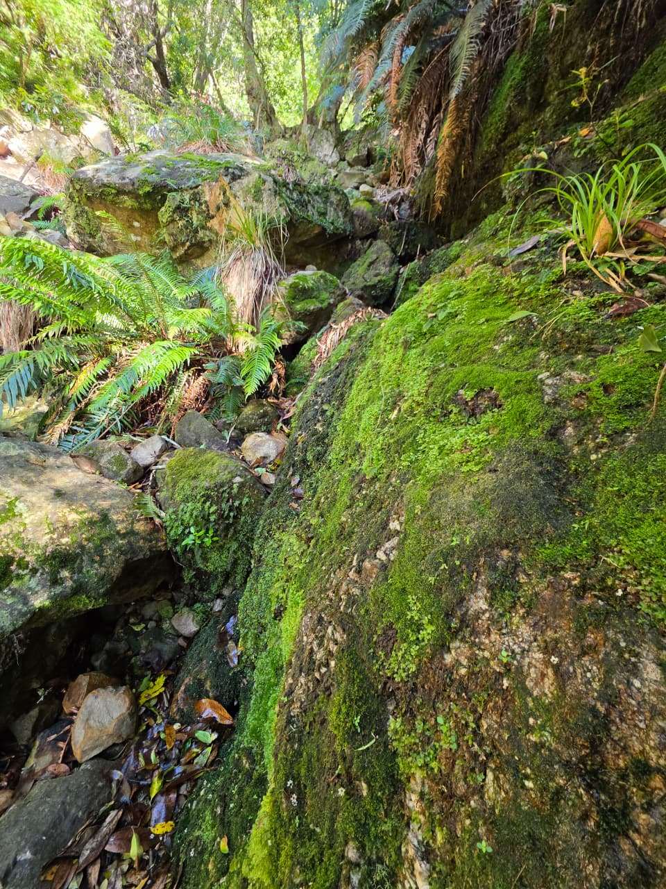 newlands-ravine-hike-1