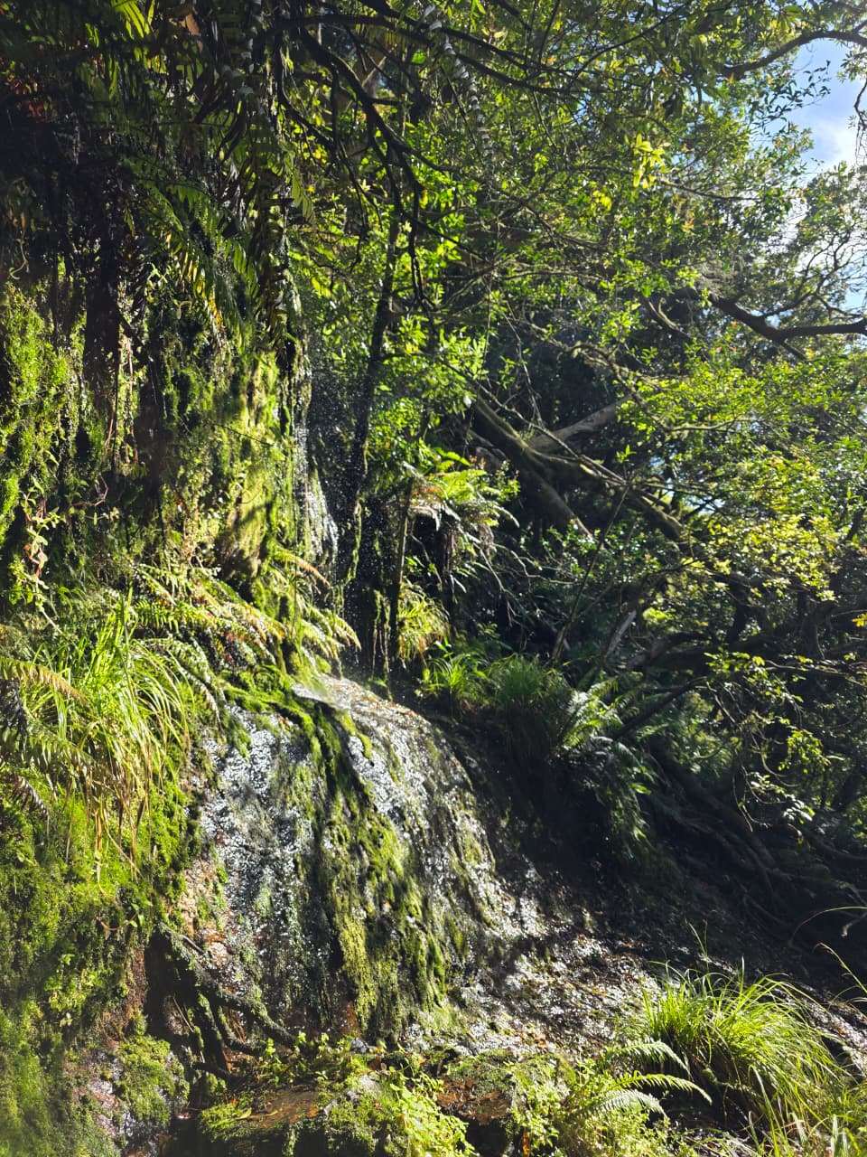 newlands-ravine-hike-2